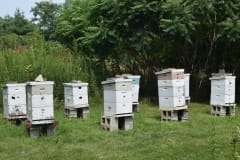 IMG 9 - Bee Hives